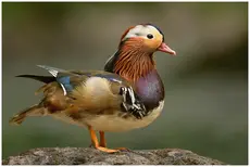 Mandarinente