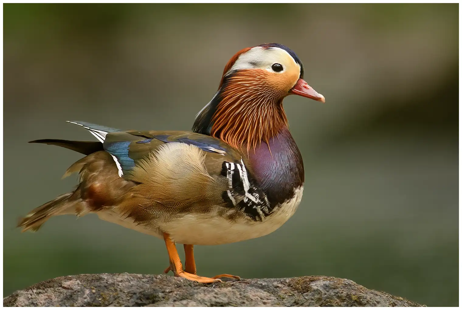 Mandarinente. Extrem bunter Vogel mit braunen, blauen, grünen, lila, rötlichen und weißen Details.
