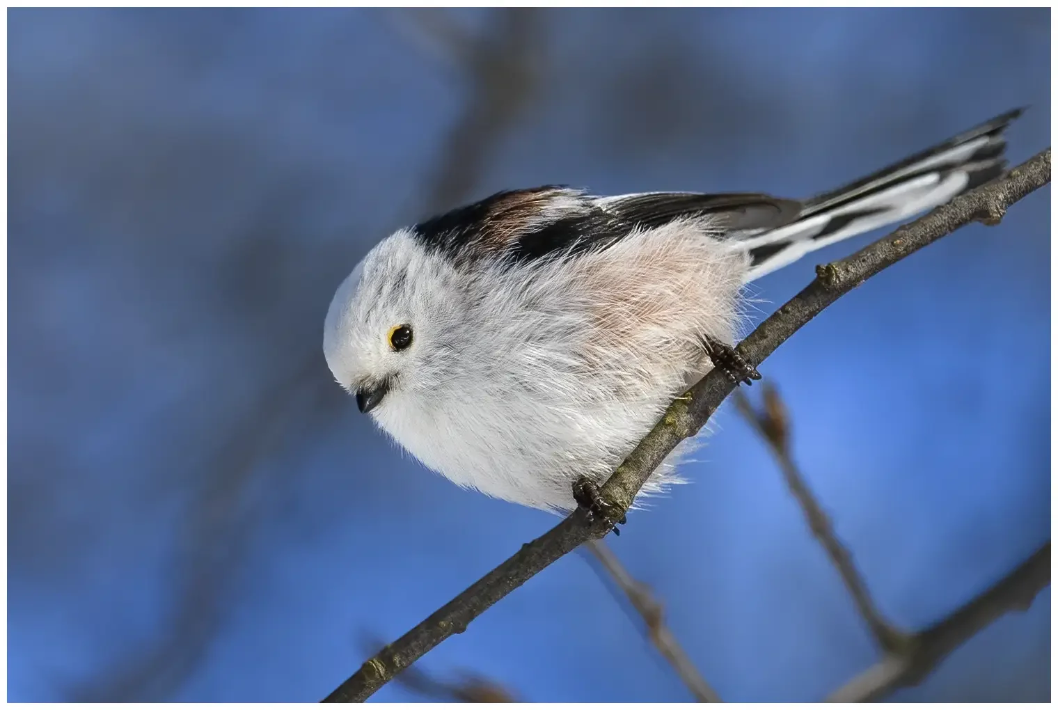 Schwanzmeise