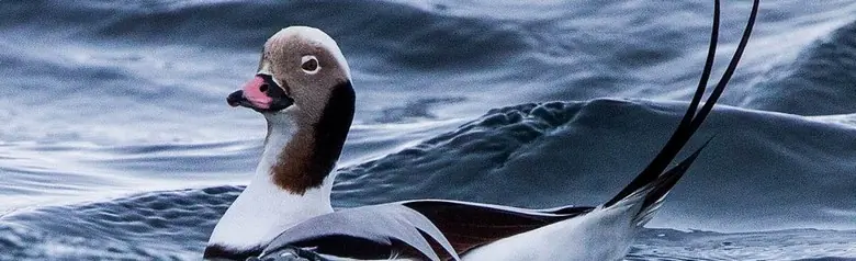 Eine Eisente liegt an einem windigen Tag im Wasser, umgeben von Wellenkämmen.