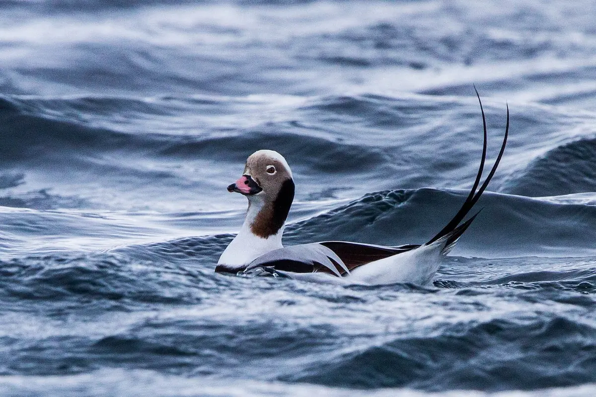 Eine Eisente liegt an einem windigen Tag im Wasser, umgeben von Wellenkämmen.