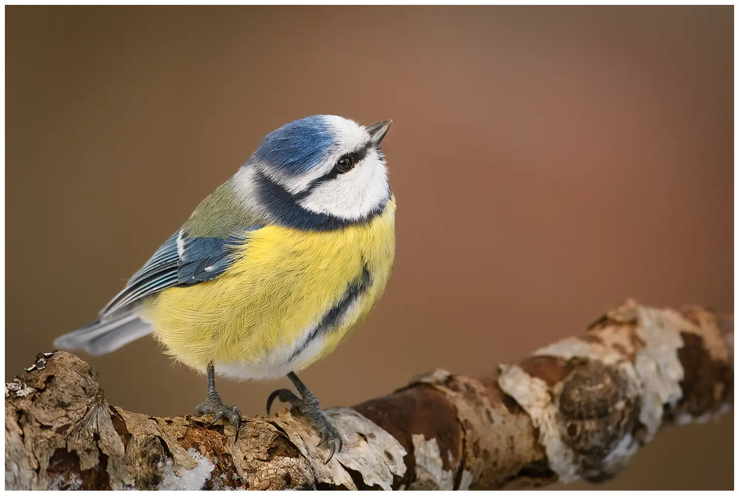 Blaumeise