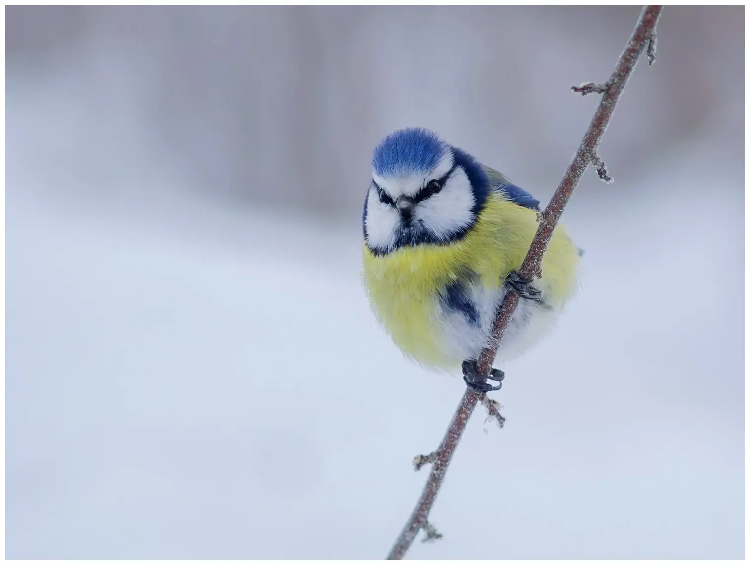 Blaumeise