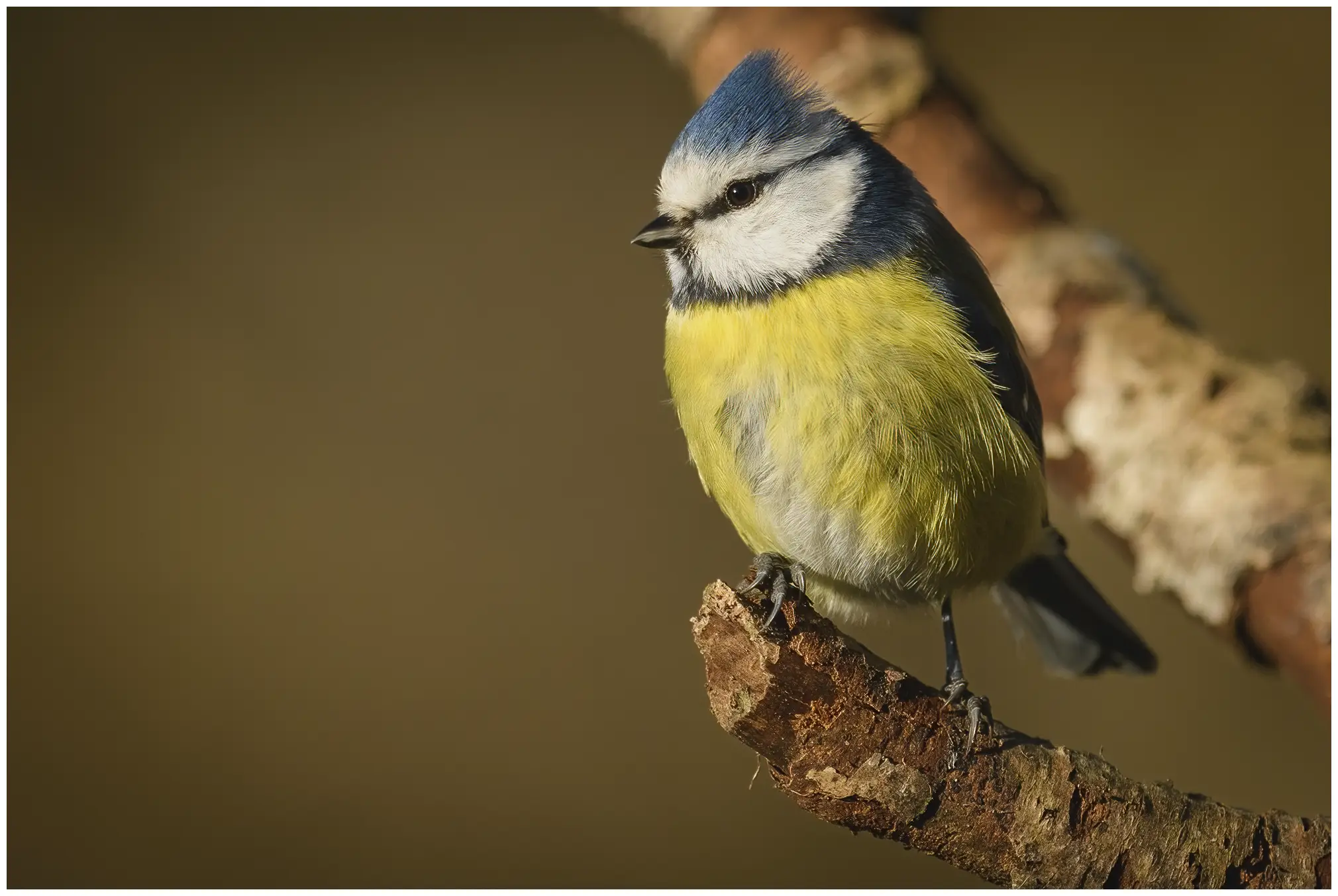 Blaumeise