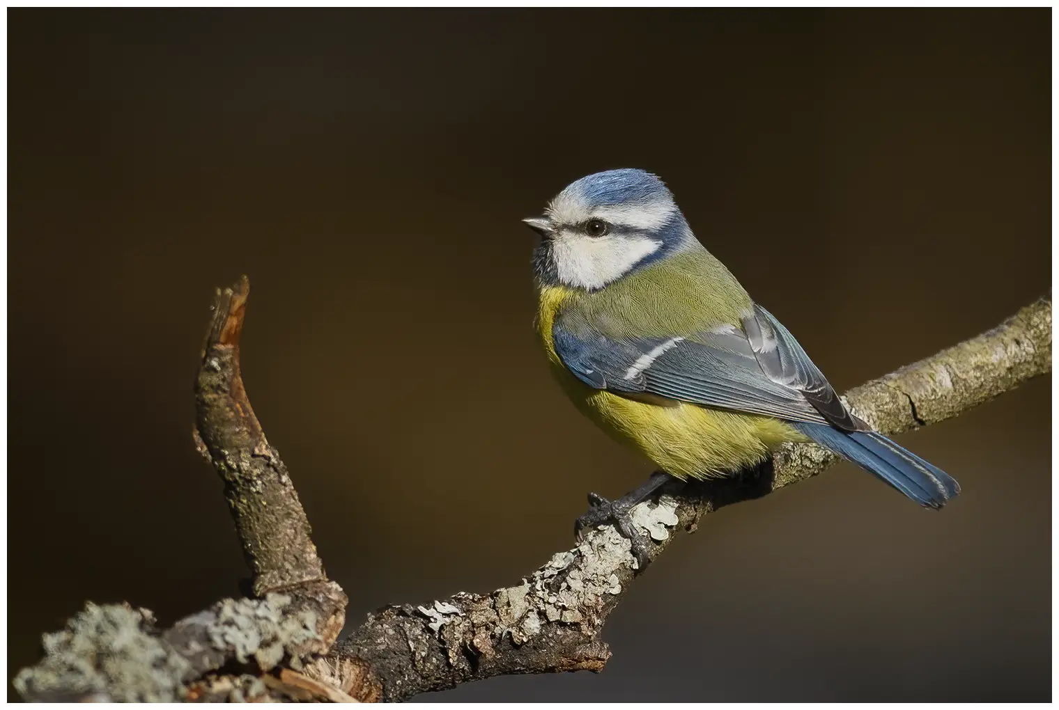 Blaumeise