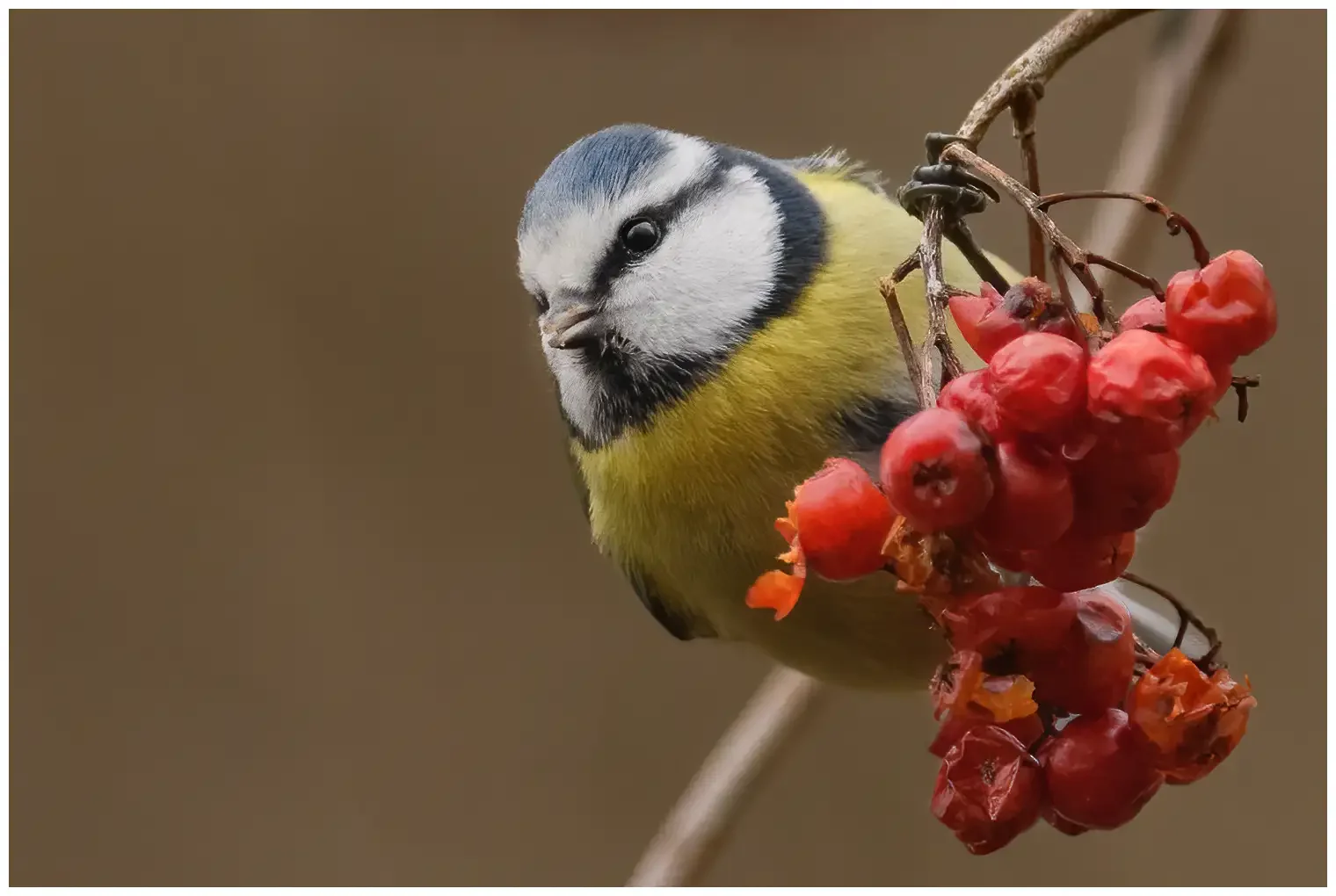 Blaumeise