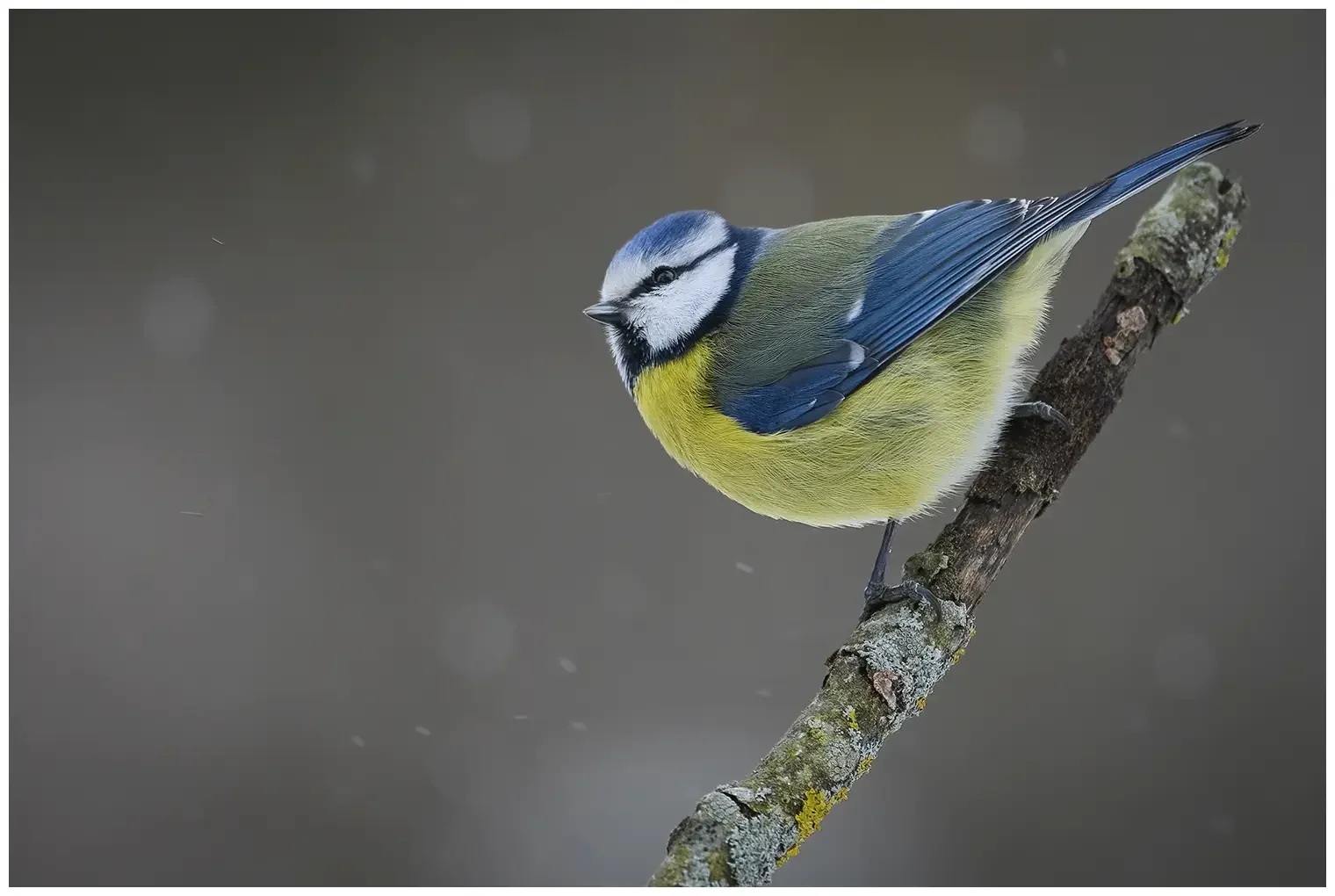 Blaumeise