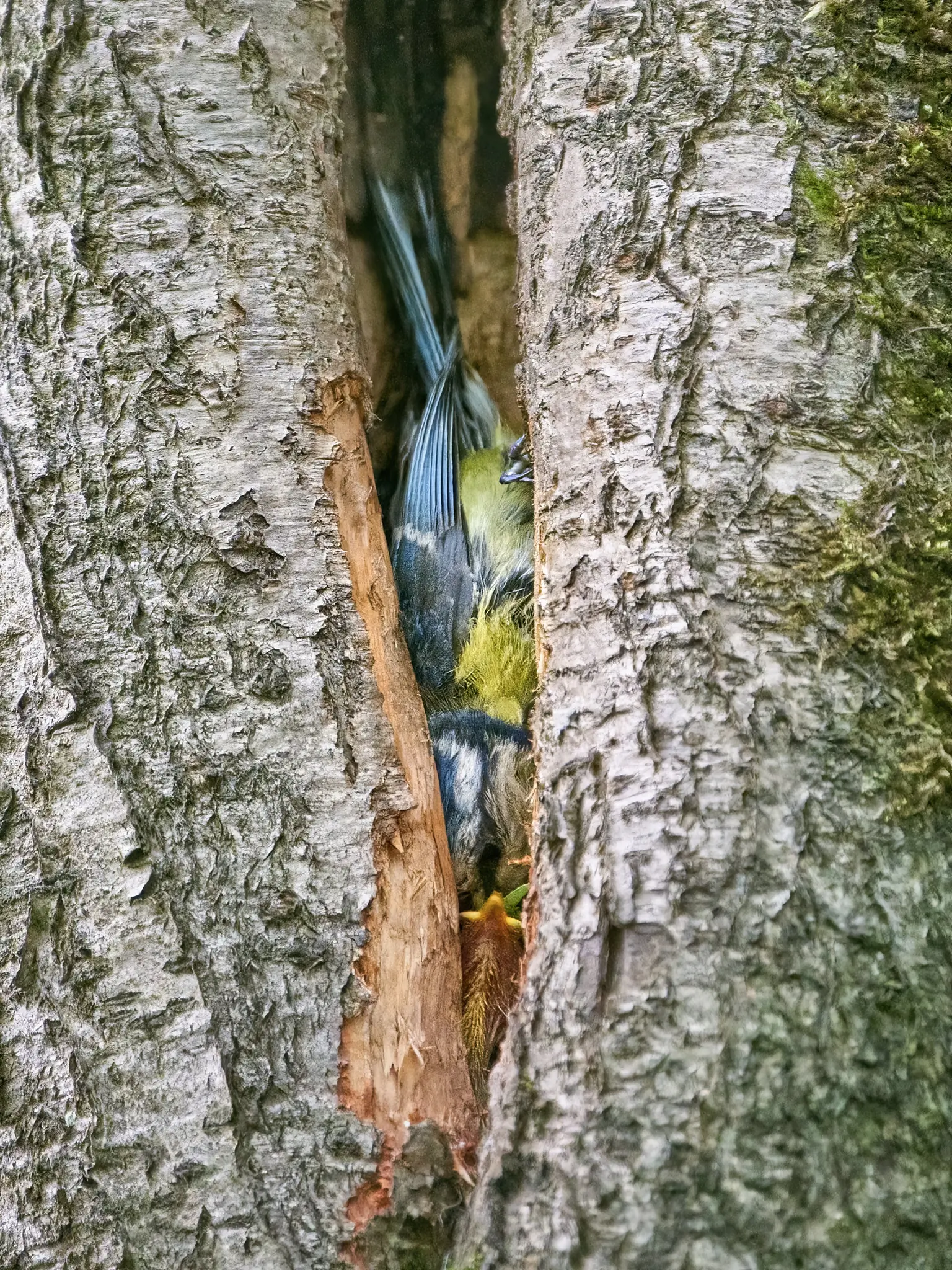 Blaumeise