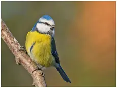 Blaumeise