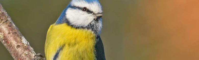 Blaumeise. Kleiner Vogel mit blauen Flügeln und Schwanz, blauer Kappe und gelber Unterseite mit einem schmalen grau-schwarzen Längsstreifen auf dem Bauch.