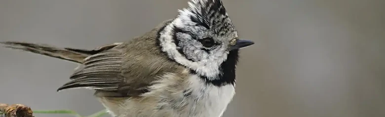 Haubenmeise. Schwarz-weißer Kamm und schwarz-weiße Kopfzeichnung. Der Vogel hat eine dunkelgraubraune Oberseite und eine hellgraue Unterseite.