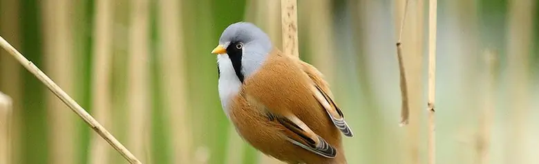 Bartmeise. Lebt in Schilfwäldern. Grauer Kopf mit schwarzem Bartstreifen, während Schwanz, Rücken und Flügel zimtbraun sind.