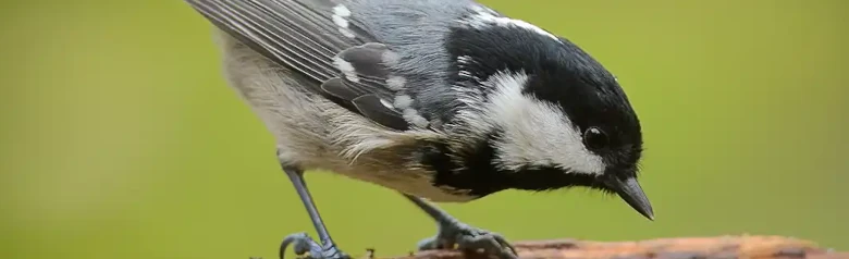 Tannenmeise. Sitzt auf einem Ast. Kleiner, plumper Vogel mit grauem Rücken, beiger Unterseite und langem weißen Nackenfleck in der schwarzen Haube.