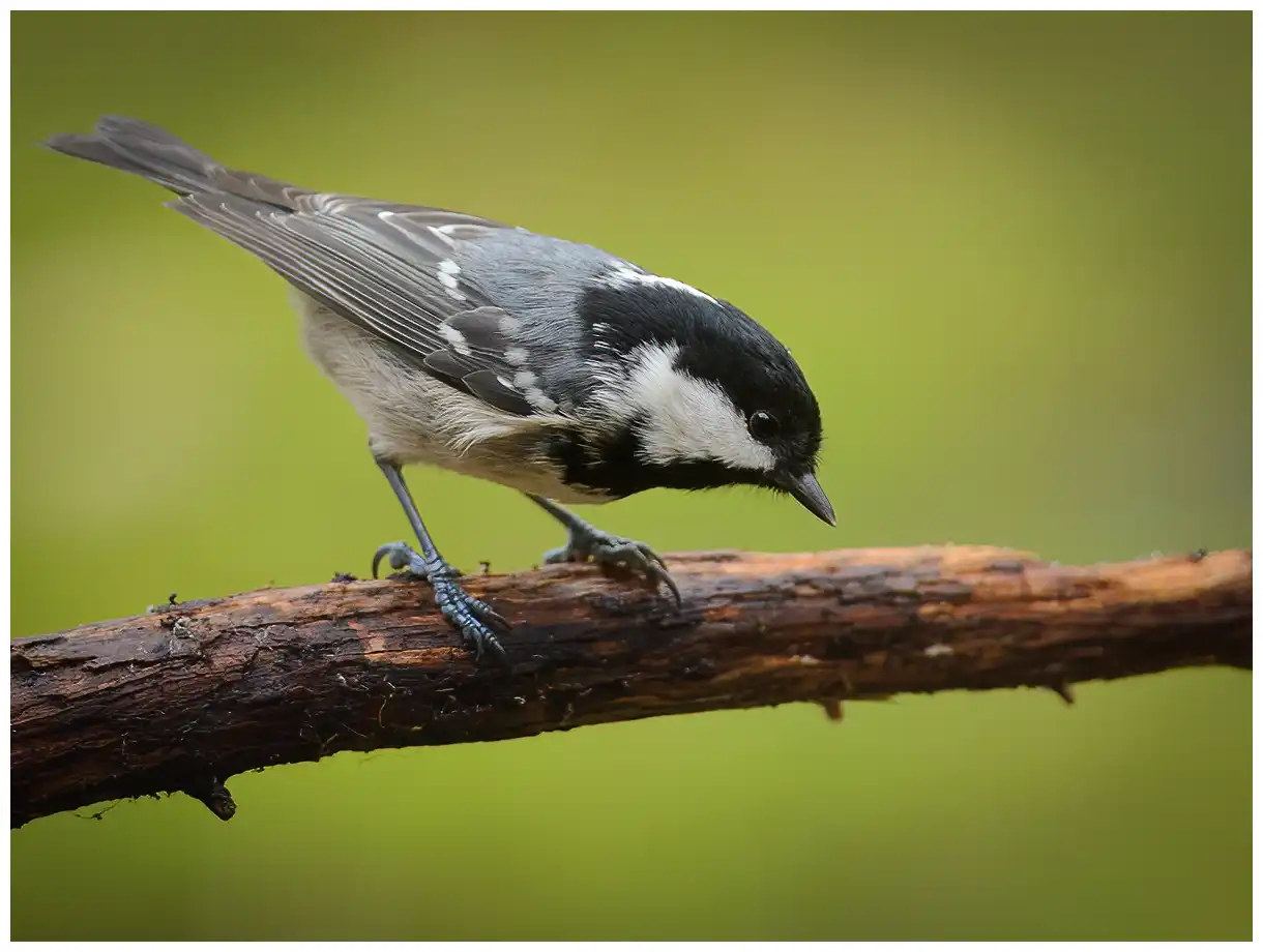 Tannenmeise. Sitzt auf einem Ast. Kleiner, plumper Vogel mit grauem Rücken, beiger Unterseite und langem weißen Nackenfleck in der schwarzen Haube.