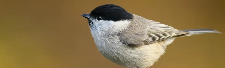 Sumpfmeise. Auf der Spitze eines Astes sitzend, Hintergrund völlig unscharf. Kleiner graubrauner Vogel mit schwarzer, glänzender Kappe und schwarzem Latz.