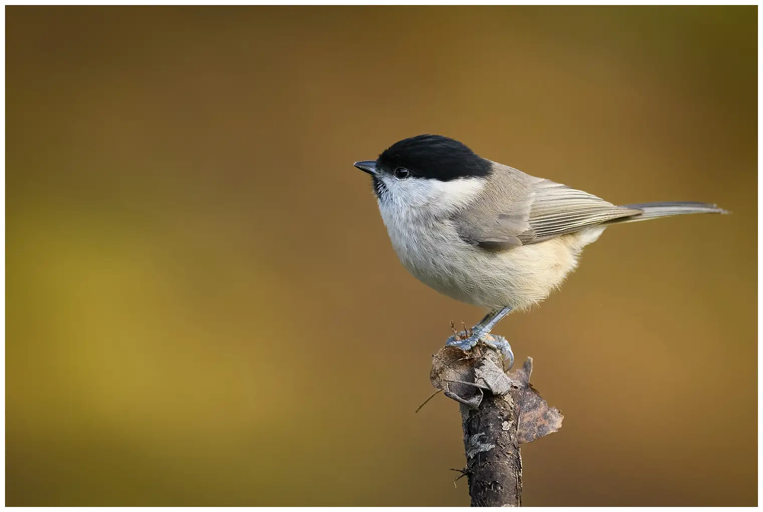 Sumpfmeise. Auf der Spitze eines Astes sitzend, Hintergrund völlig unscharf. Kleiner graubrauner Vogel mit schwarzer, glänzender Kappe und schwarzem Latz.