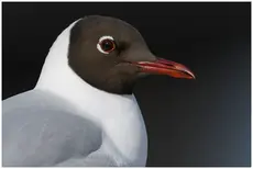 Lachmöwe