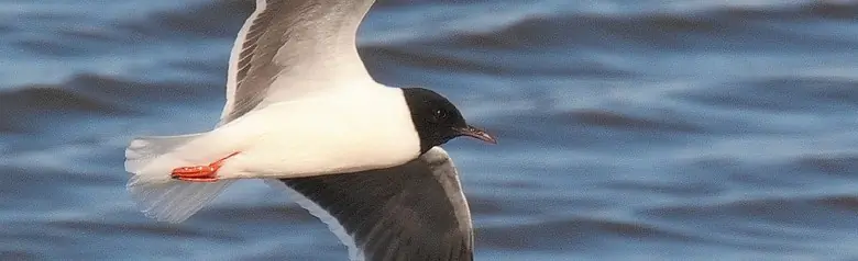 Zwergmöwe. Die kleinste Möwe der Welt. Die Haube reicht bis zum Nacken hinunter. Die Flügel haben eine feste, grauschwarze Unterseite.