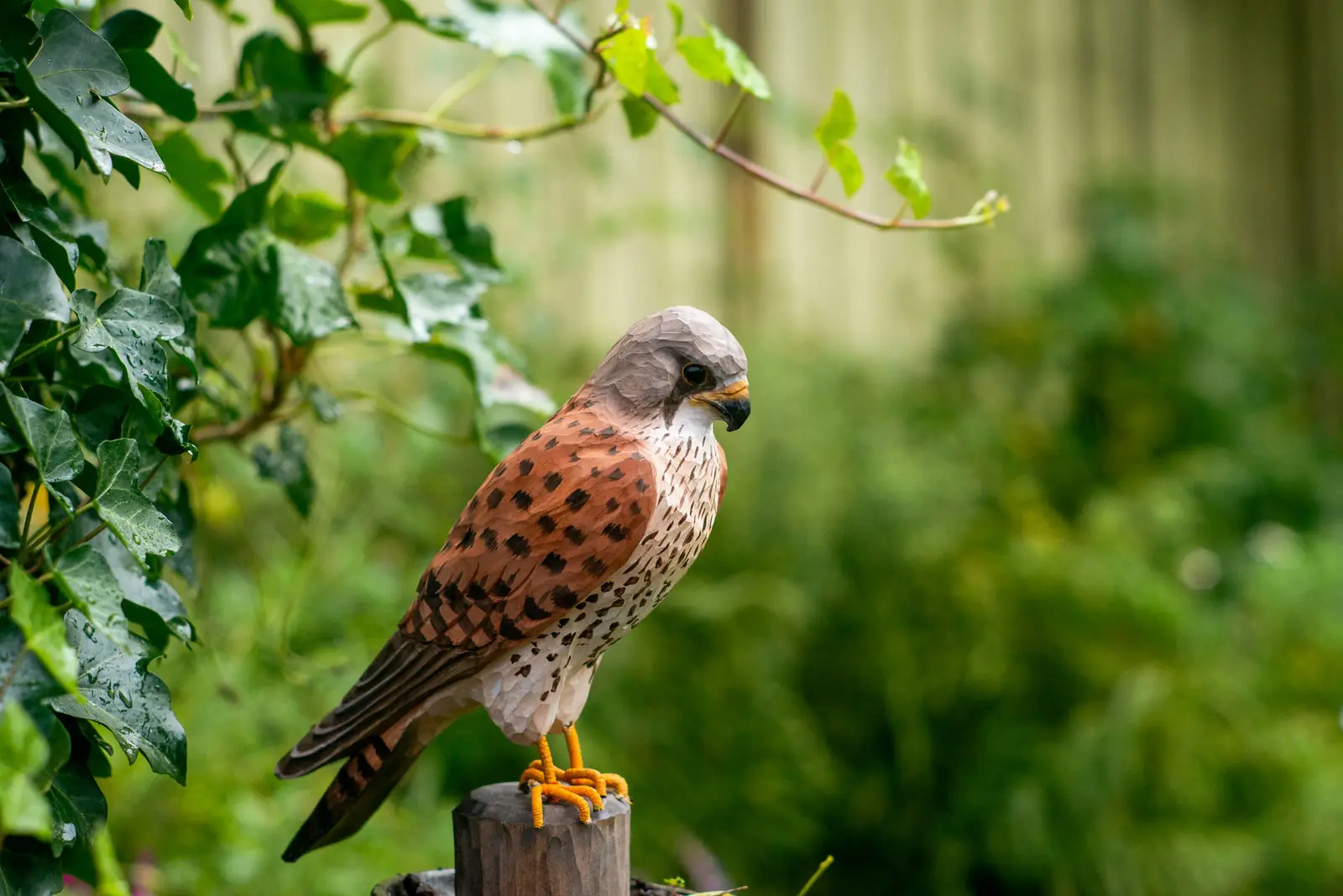 Turmfalke (holz)