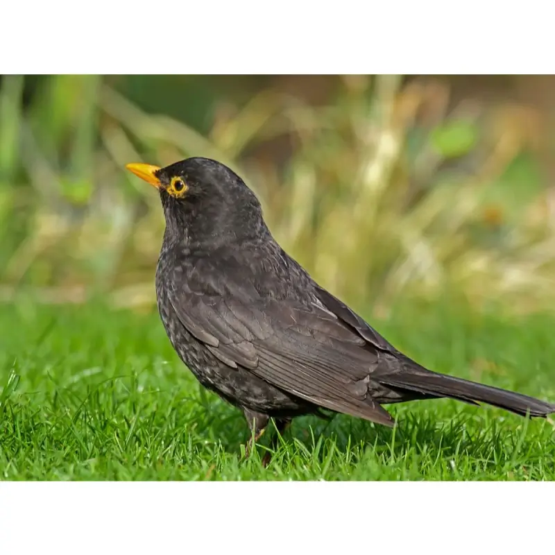 Amsel (Pfeife)