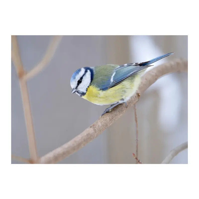 Blaumeise (Pfeife)
