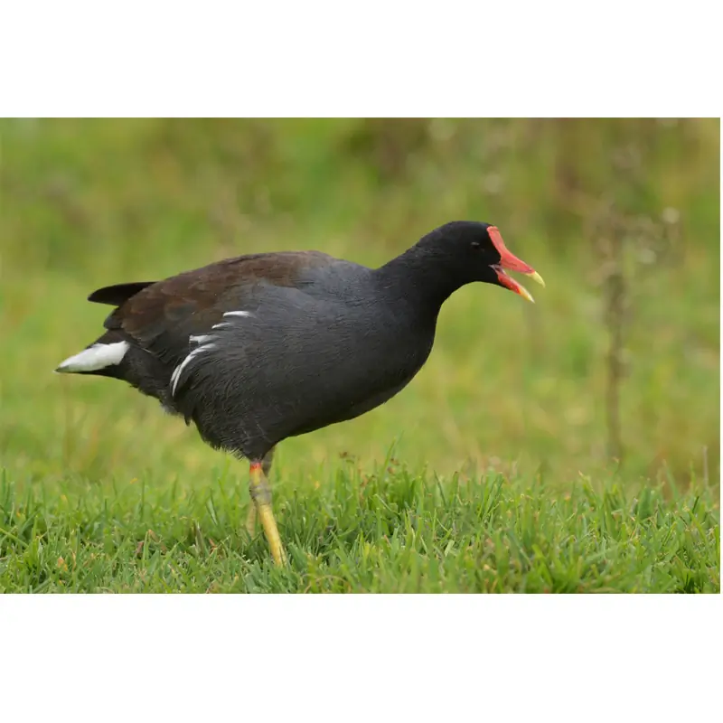 Teichhuhn (Pfeife)