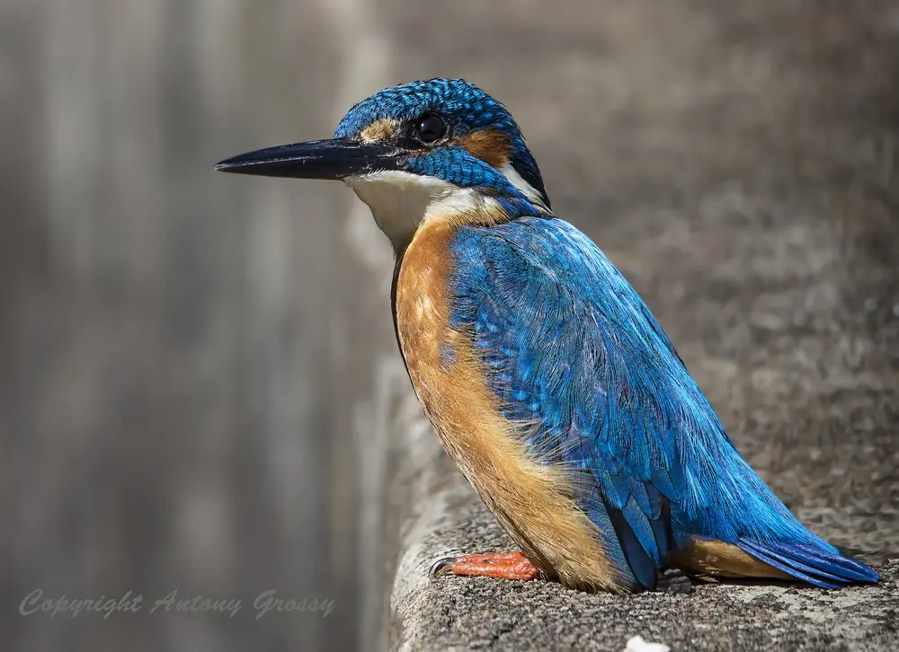 Eisvogel (glas)