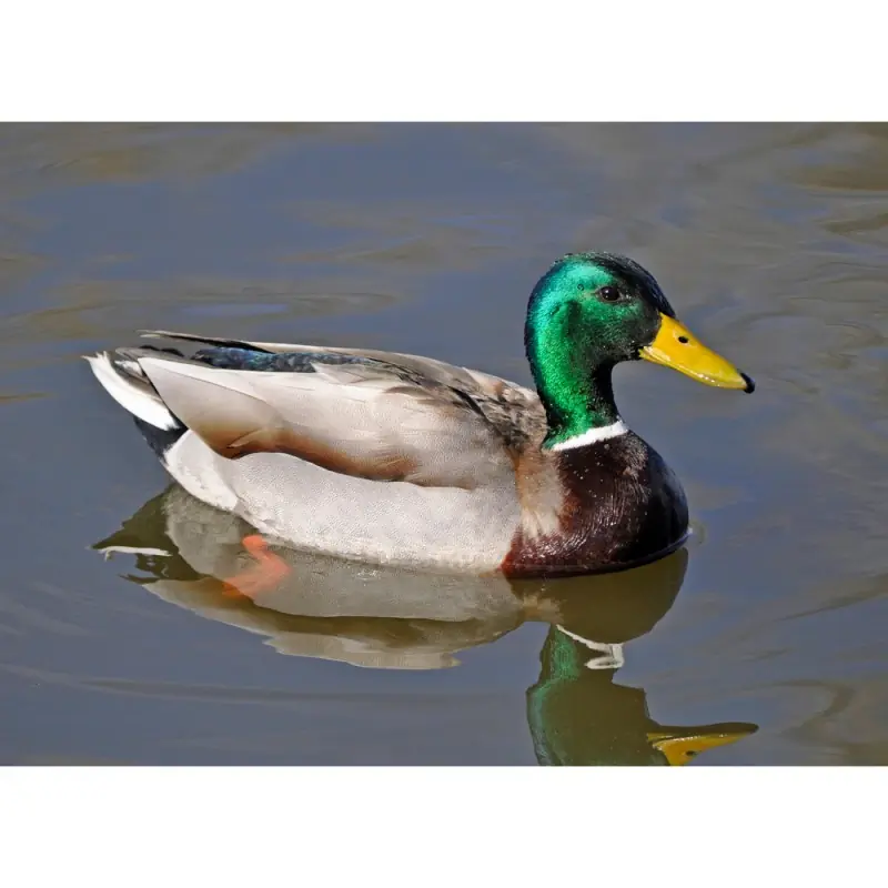 Stockente (Pfeife)